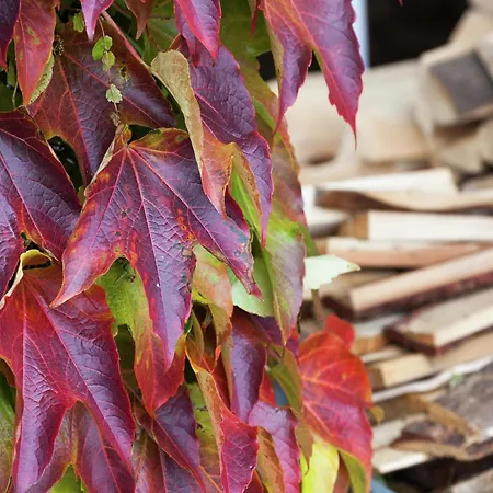 Charmante Am Thueringer Rennsteig דירה פראונוואלד