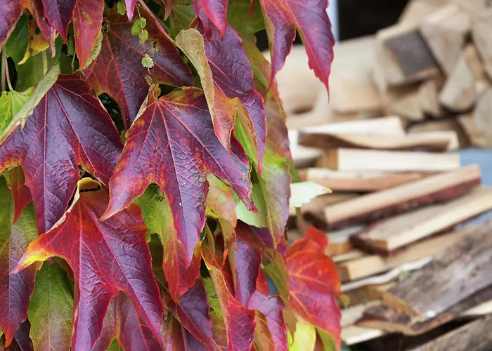 Charmante Am Thueringer Rennsteig شقة فراونوالد